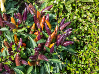 Purple variety of Capsicum annuum growing in a garden as ornamental plant
