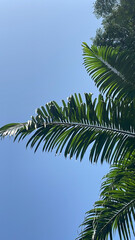 Fototapeta premium Low angle view on the palm tree leave