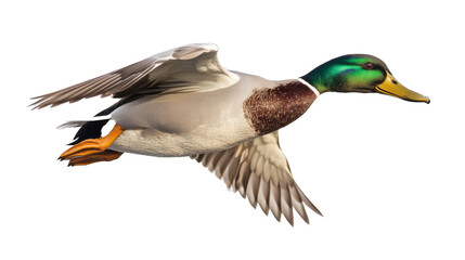 Obraz premium Side view of a white, green and brown Flying Mallard Drake on white background