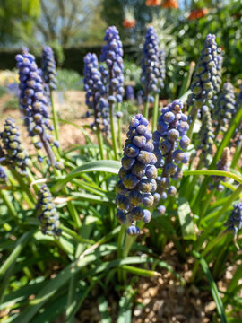 Grape hyacinth (Muscari armeniacum) Saphyr flowering with blue flowers with light edge