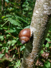 Roman snail or Burgundy snail (Helix pomatia) with light brownish shell on the tree with blurred background