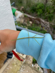 Phasmids stick insect on the human hand