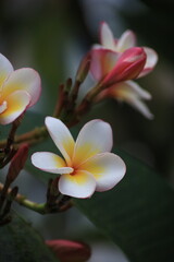 Fototapeta premium white yellow plumeria flowers close up