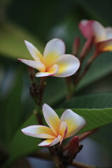 white yellow plumeria flowers close up