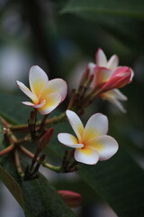 Fototapeta premium white yellow plumeria flowers close up