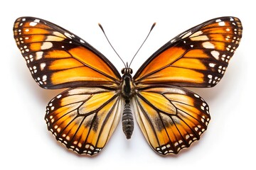 Fototapeta premium butterfly on black background