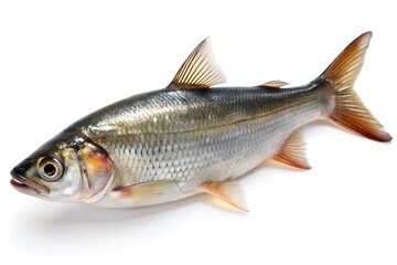 Fototapeta premium fish on a white background