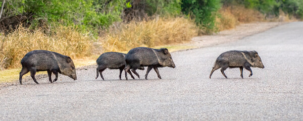 Group of Collared Peccary