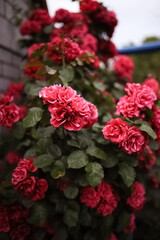 Obraz premium Pink rose bush near brick house