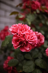 Obraz premium Pink rose bush near brick house