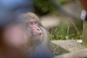Obraz premium Close up of face of a Japanese Macaque or snow monkey in the steaming hot spring water at Yudanaka, Japan