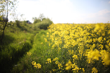 Landscape view of flowering raps field under blue cloudy sky. Colorful rapsfield raps. Swedish...