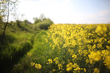 Landscape view of flowering raps field under blue cloudy sky. Colorful rapsfield raps. Swedish...