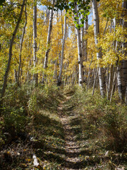 Obraz premium Dirt bike trail through yellow aspen trees in autumn in Uncompahgre National Forest 