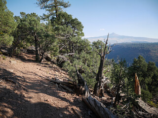 Bike trail through pines in autumn in the Uncompahgre National Forest near Norwood Colorado with view of Little Cone Mountain