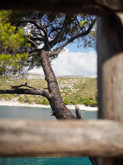 Obraz premium A sturdy pine tree stands near a tranquil body of water. The shoreline is visible beyond the tree, leading to low hills and a clear sky.