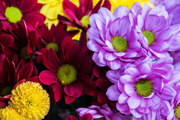 Colorful chrysanthemum flowers closeup as floral background