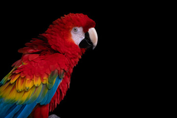close up of a red and yellow macaw ( scarlet macaw, ara macao)