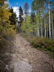 Obraz premium Rocky ATV trail through San Juan National Forest in southern colorado in autumn with fall colorso