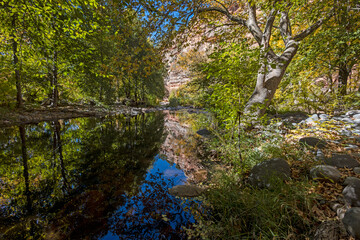 Fototapeta premium Fall Colors Deep In Oak Creek Canyon In Sedona 2024