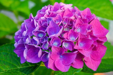 Obraz premium Close-up of Pink Hydrangea in Bloom