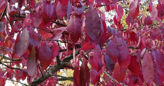 (Euonymus grandiflorus) Spindle tree with decorative purple curly foliage attached to the branches and hanging crimson pink fruits, swaying slightly
