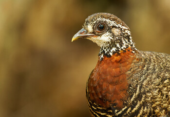Sabah Partridge - Tropicoperdix graydoni bird in the family Phasianidae found in Borneo, formerly...