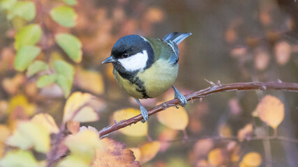Obraz premium black capped kingfisher