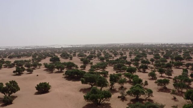 Desert dotted with resilient Argan trees under a hazy, arid sky.