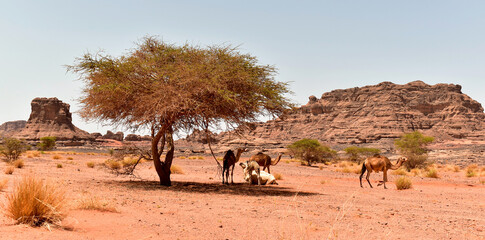 Sahara desert with wild camels, tree in the foreground, rock formations in the background