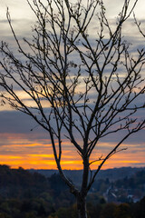 Baum &Auml;ste gegen Sonnenuntergang