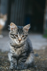 Charming pet striped kitten on a farm, close-up.