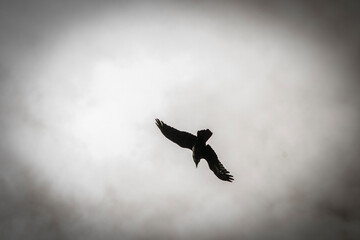 silhoette of raven in the sky