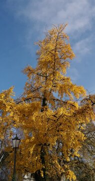 (Ginkgo biloba) Ginkgo tree, majestic conifer tree with pyramidal crown and gracefull green leaves fan-shaped turning a stunning yellow color in the fall contrasting with a blue sky
