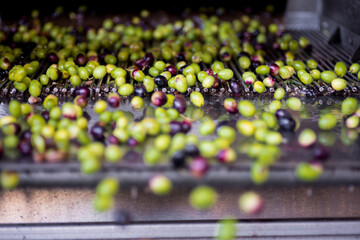 Raccolta delle olive e produzione olio extravergine di oliva in puglia, italia