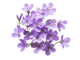 Purple violets arranged in a beautiful cluster