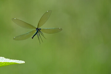 A delicate damselfly in mid-flight against a soft green background, its translucent wings and...