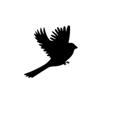 Fototapeta premium cardinal bird