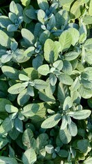 Salvia officinalis, herb aromatic, cultiveting, farming