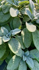 Salvia officinalis, herb aromatic, cultiveting, farming