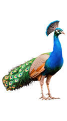 Obraz premium Vibrant peacock with iridescent feathers and elegant stance on transparent background