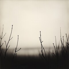 Obraz premium Monochrome Nature: Delicate twigs silhouetted against a soft, blurred background, ideal for minimalist designs and calming atmospheres.