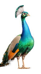 Obraz premium Vibrant peacock displaying colorful feathers and elegant posture on transparent background