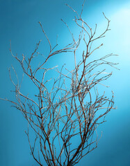 Obraz premium Small dry branches without leaves with shadow effect on a very bright light blue background