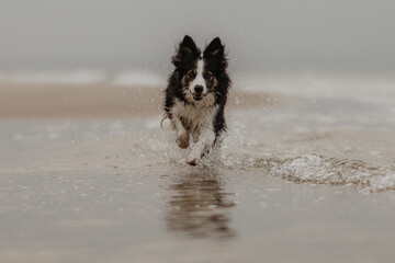 Pies border collie biegnie przez wodę nad morzem w otoczeniu kropli wody