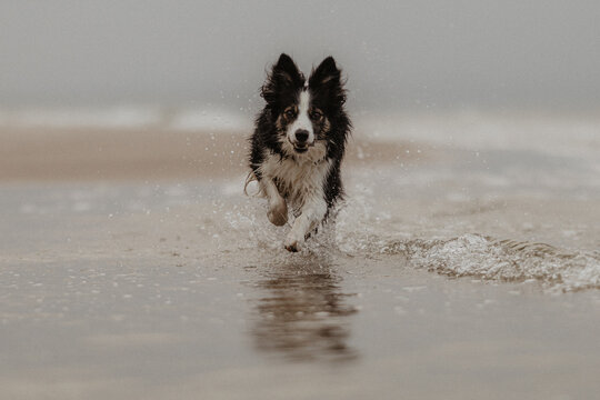 Pies border collie biegnie przez wodę nad morzem w otoczeniu kropli wody