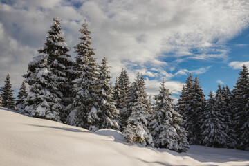 Winter landscape of a mountain forest with snow covered trees, Valle Camonica, Italian Alps, Lombardy, Italy.