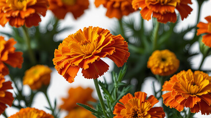 Beautiful orange marigold flower isolated on white background.