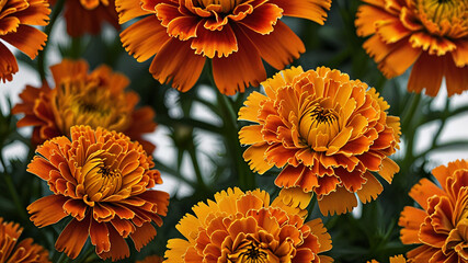 Beautiful orange marigold flower isolated on white background.