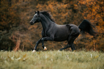 Deutsches Reitpony und Friese auf Koppel © ScullyPictures